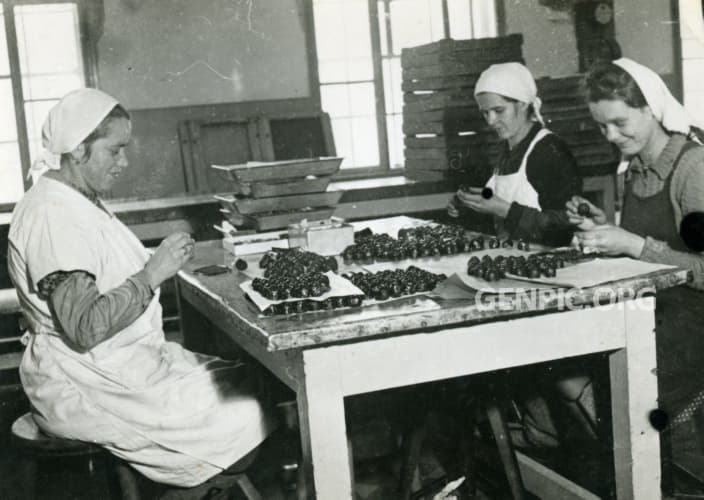Továreň Stollwerck (neskôr Figaro, n.p.) - balenie čokoládových cukríkov.