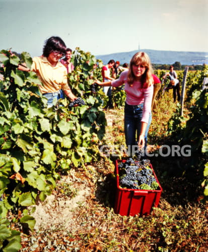 People working in vineyard.